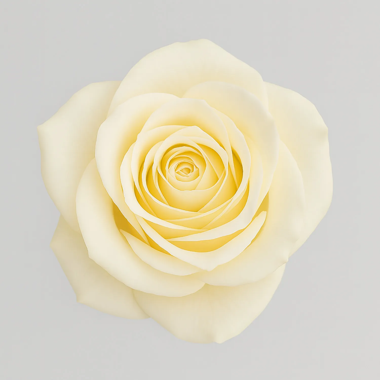 Vendela Rose Nahaufnahme 2